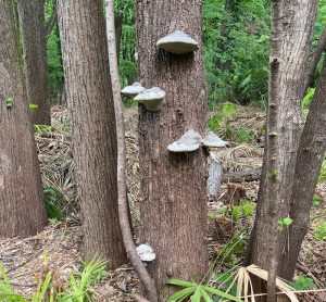 formation courte champignons